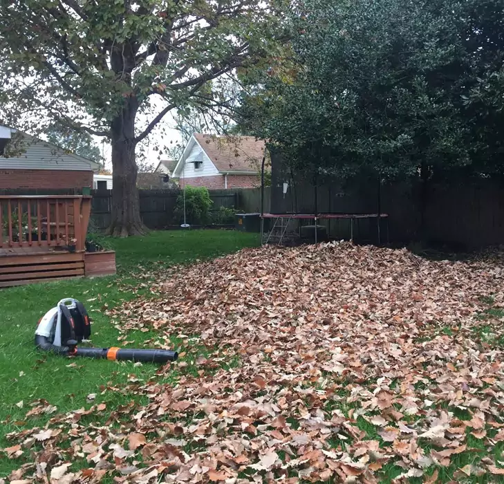 Leaf Removal